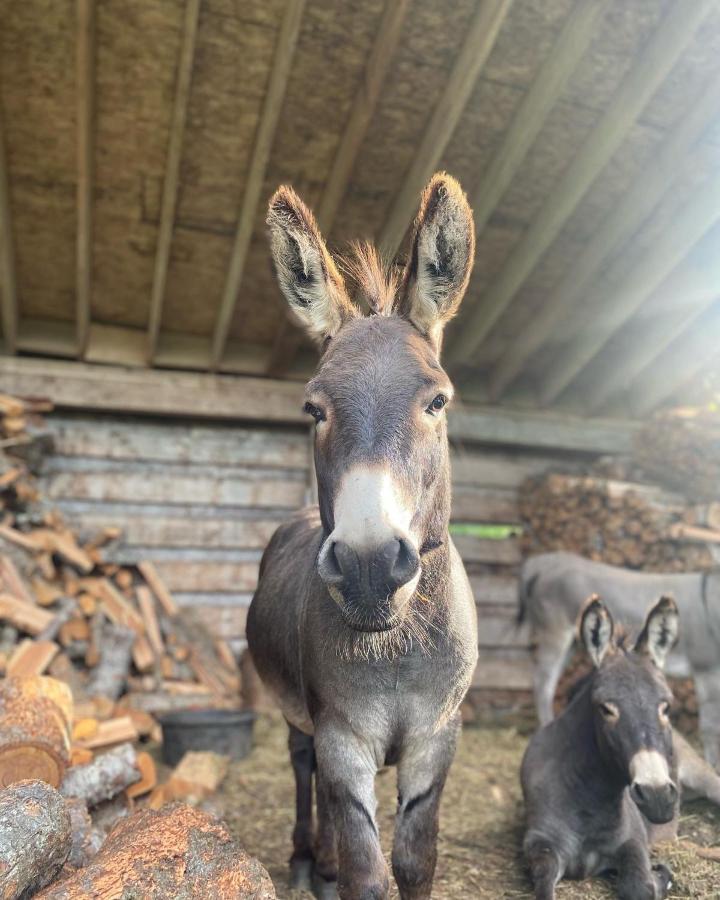 فيلا Sweetwater Lane Farm Mount Currie المظهر الخارجي الصورة