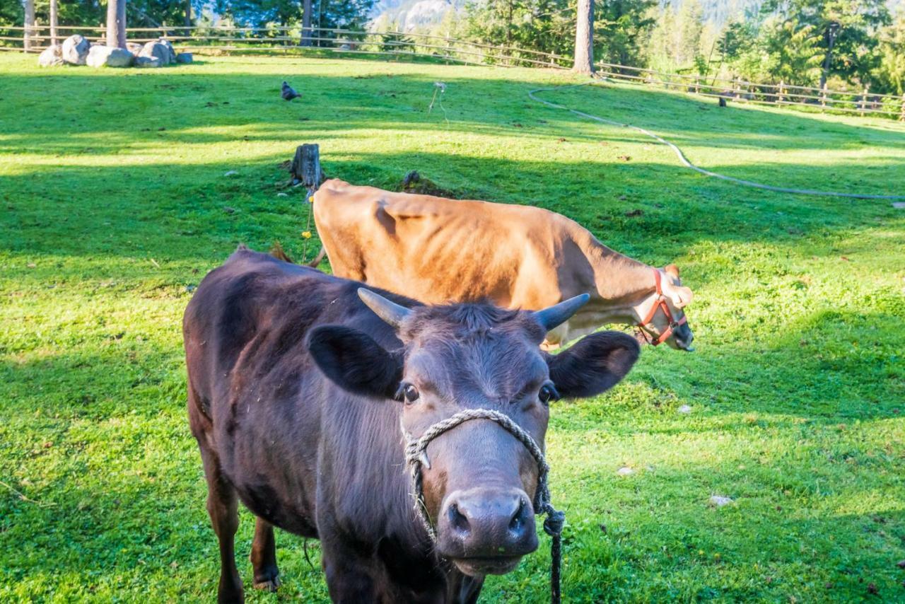 فيلا Sweetwater Lane Farm Mount Currie المظهر الخارجي الصورة